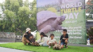 Peringati World Turtle Day, Royal Safari Garden Kenalkan Berbagai Spesies Kura-Kura